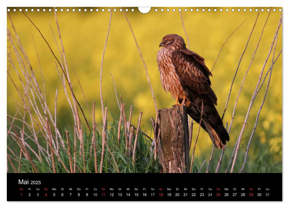 Wiesenweihen in Deutschland (CALVENDO Wandkalender 2025)