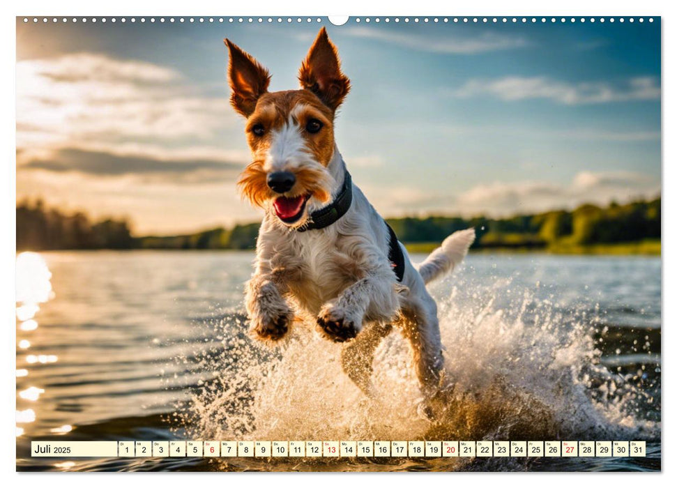 Drahthaar-Foxterrier (CALVENDO Premium Wandkalender 2025)