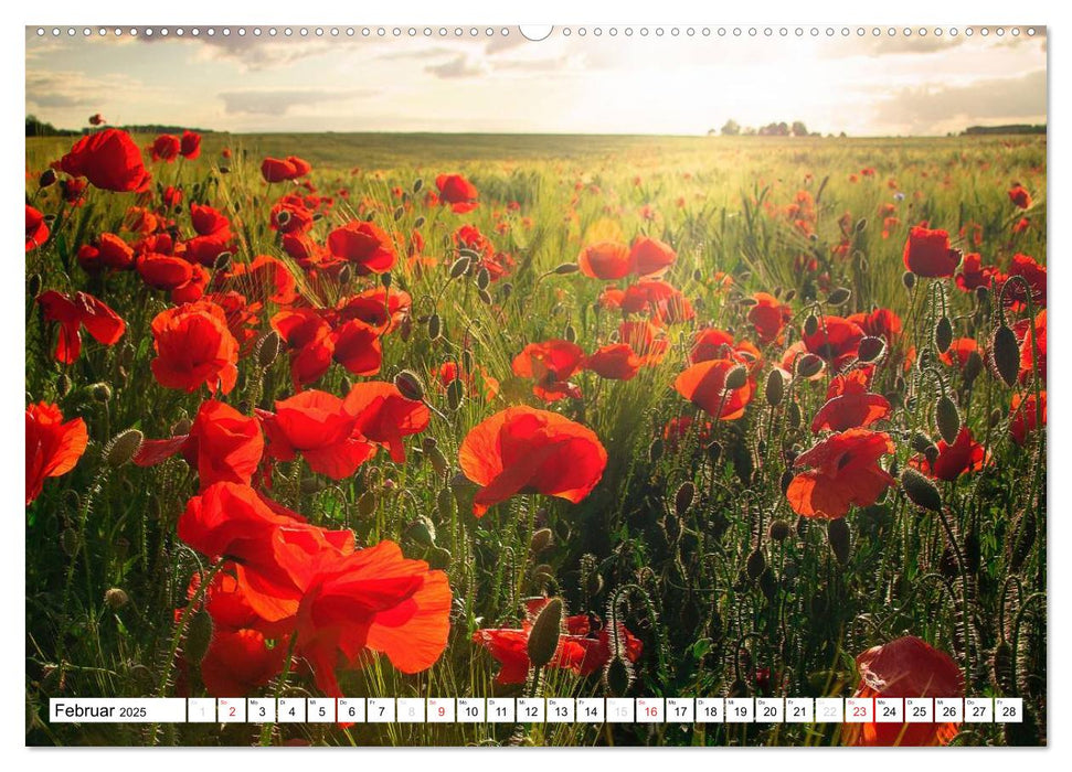 MohnZeit (CALVENDO Premium Wandkalender 2025)