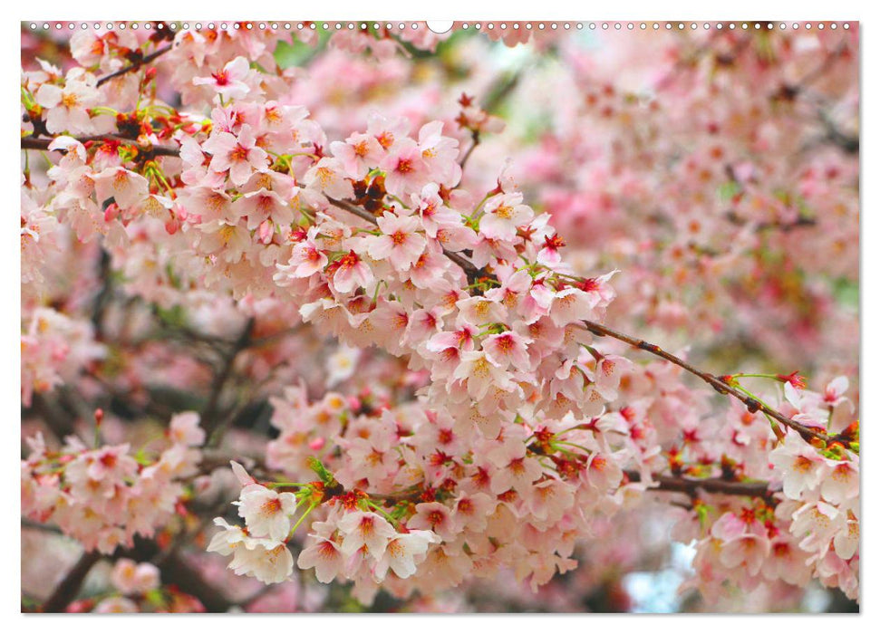 Japan das Land der aufgehenden Sonne (CALVENDO Wandkalender 2025)