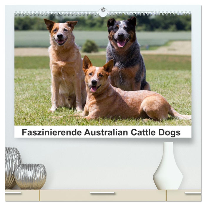 Faszinierende Australian Cattle Dogs (CALVENDO Premium Wandkalender 2025)