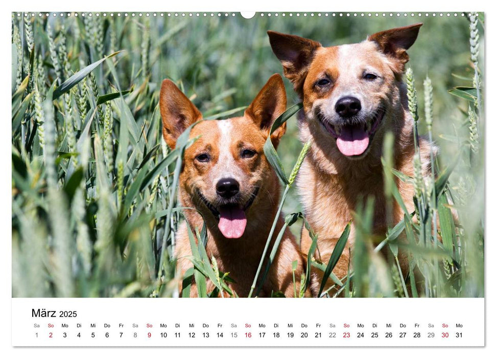 Faszinierende Australian Cattle Dogs (CALVENDO Premium Wandkalender 2025)