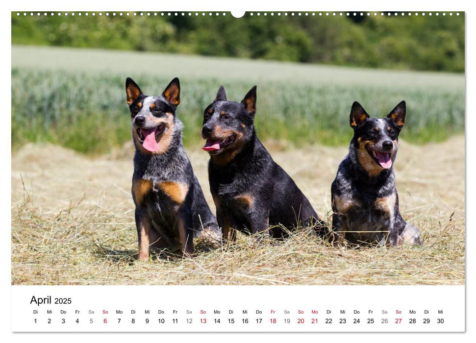 Faszinierende Australian Cattle Dogs (CALVENDO Premium Wandkalender 2025)