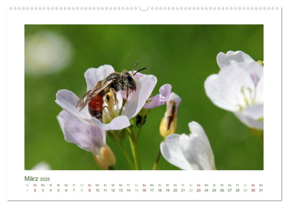 Heimische Insekten 2025 (CALVENDO Premium Wandkalender 2025)