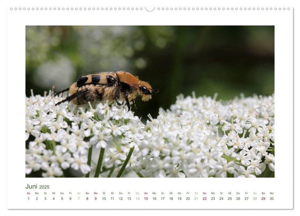 Heimische Insekten 2025 (CALVENDO Premium Wandkalender 2025)