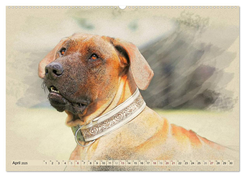 Rhodesian Ridgeback 2025 (CALVENDO Premium Wandkalender 2025)