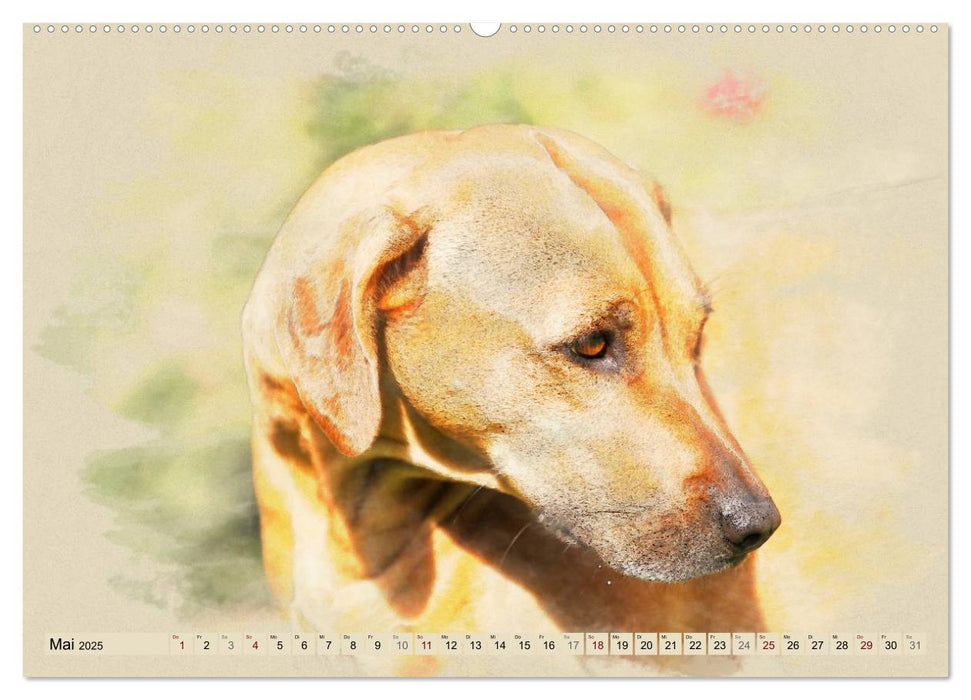 Rhodesian Ridgeback 2025 (CALVENDO Premium Wandkalender 2025)