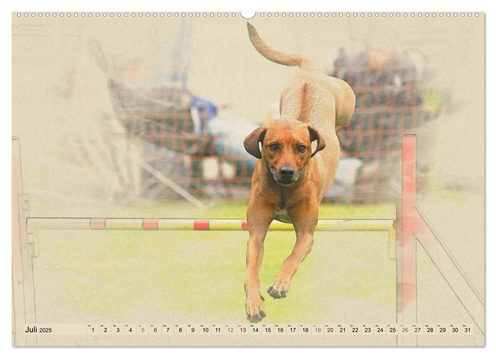 Rhodesian Ridgeback 2025 (CALVENDO Premium Wandkalender 2025)