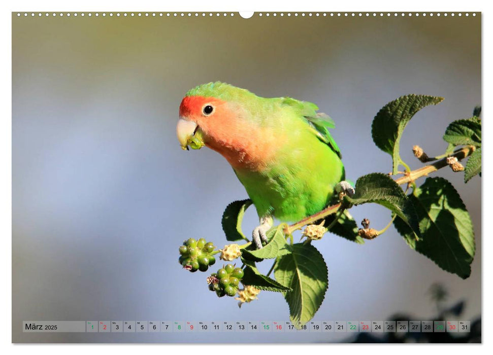 Vögel in Afrika - Magie der Farben (CALVENDO Wandkalender 2025)