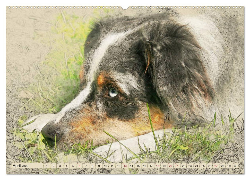 Australian Shepherds 2025 (CALVENDO Premium Wandkalender 2025)