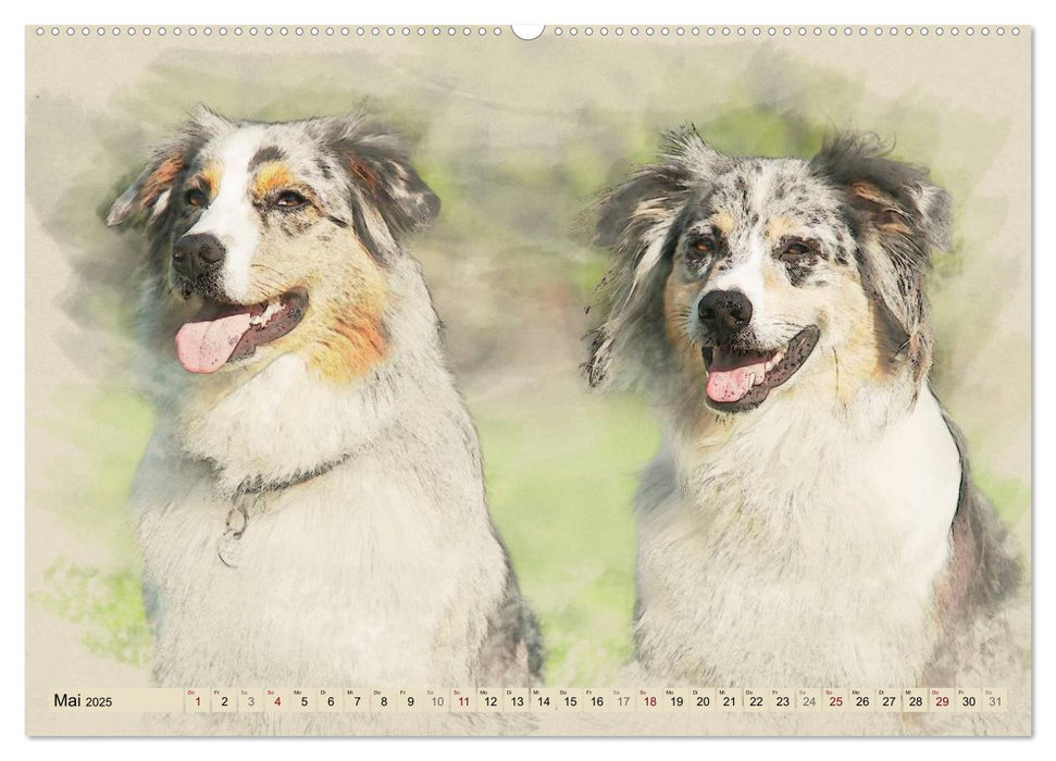 Australian Shepherds 2025 (CALVENDO Premium Wandkalender 2025)