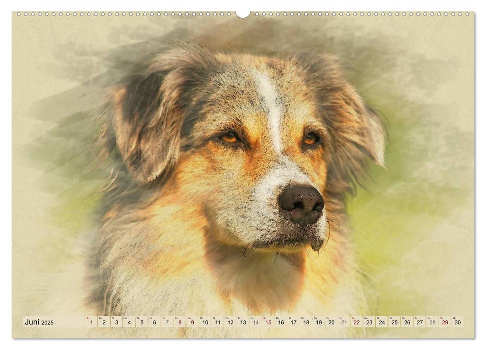 Australian Shepherds 2025 (CALVENDO Premium Wandkalender 2025)