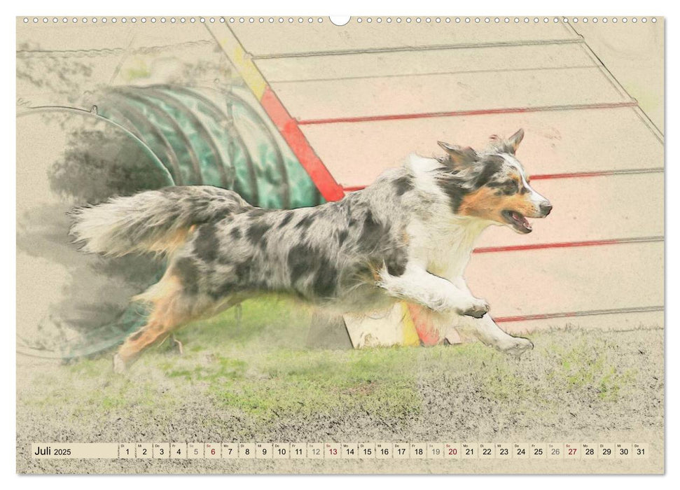 Australian Shepherds 2025 (CALVENDO Premium Wandkalender 2025)