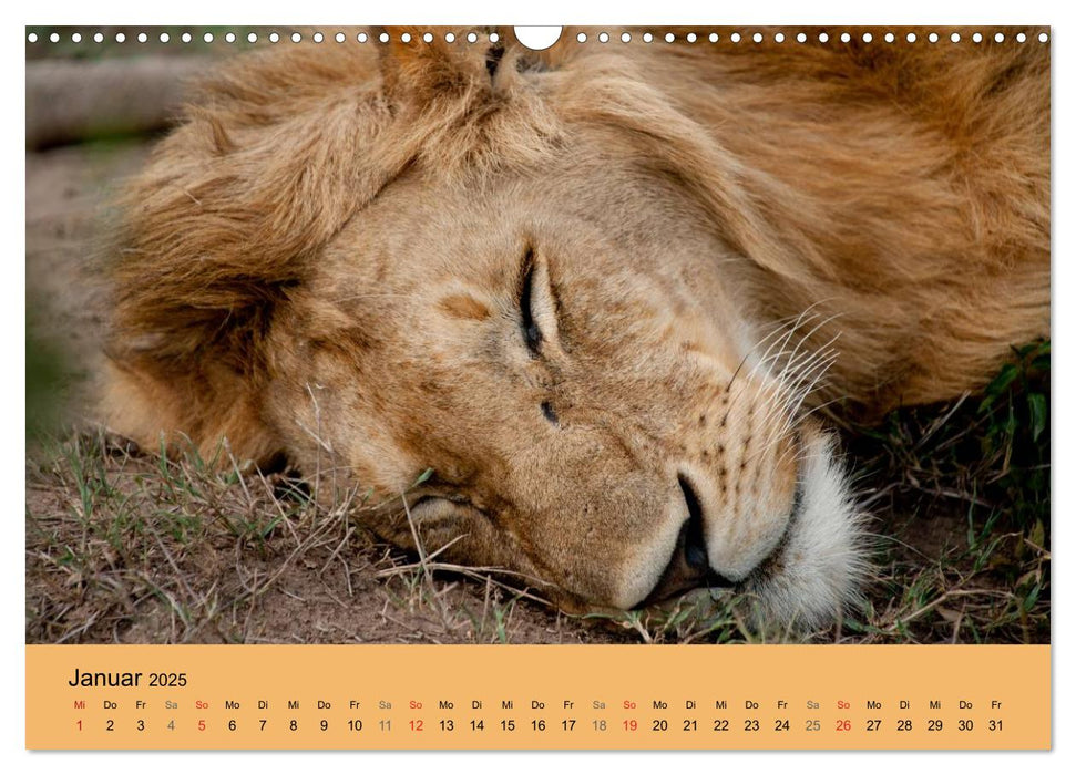 Wildnis Kenia 2025 (CALVENDO Wandkalender 2025)