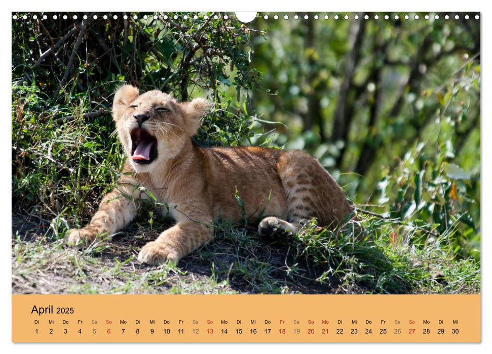 Wildnis Kenia 2025 (CALVENDO Wandkalender 2025)