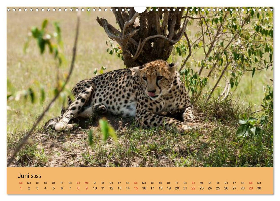 Wildnis Kenia 2025 (CALVENDO Wandkalender 2025)