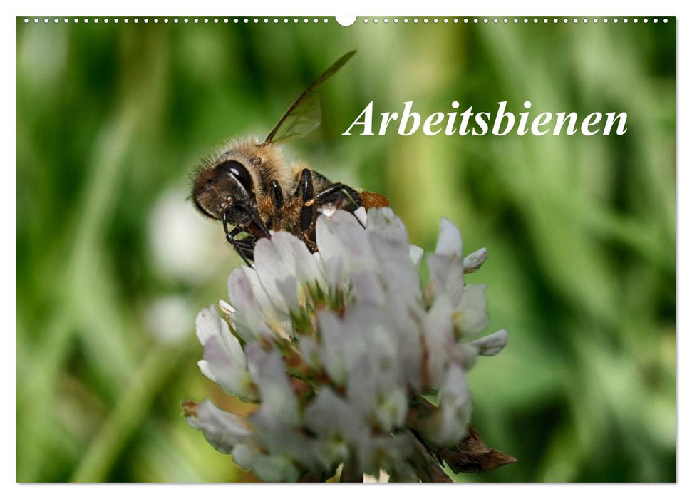 Arbeitsbienen (CALVENDO Wandkalender 2025)