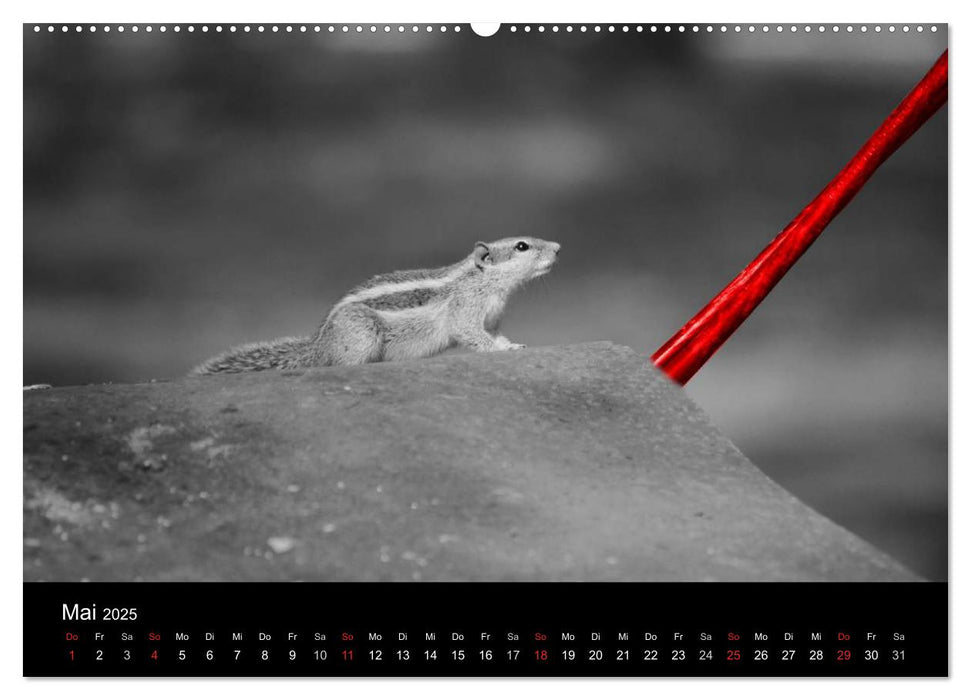 Blickfang in Rot (CALVENDO Premium Wandkalender 2025)