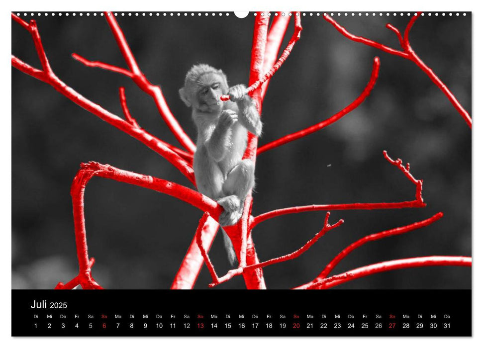 Blickfang in Rot (CALVENDO Premium Wandkalender 2025)