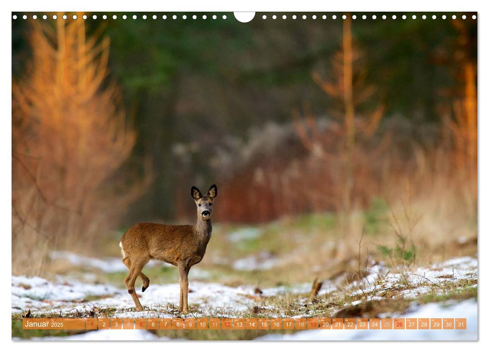 Wildes NRW - Beeindruckende Tierwelt (CALVENDO Wandkalender 2025)