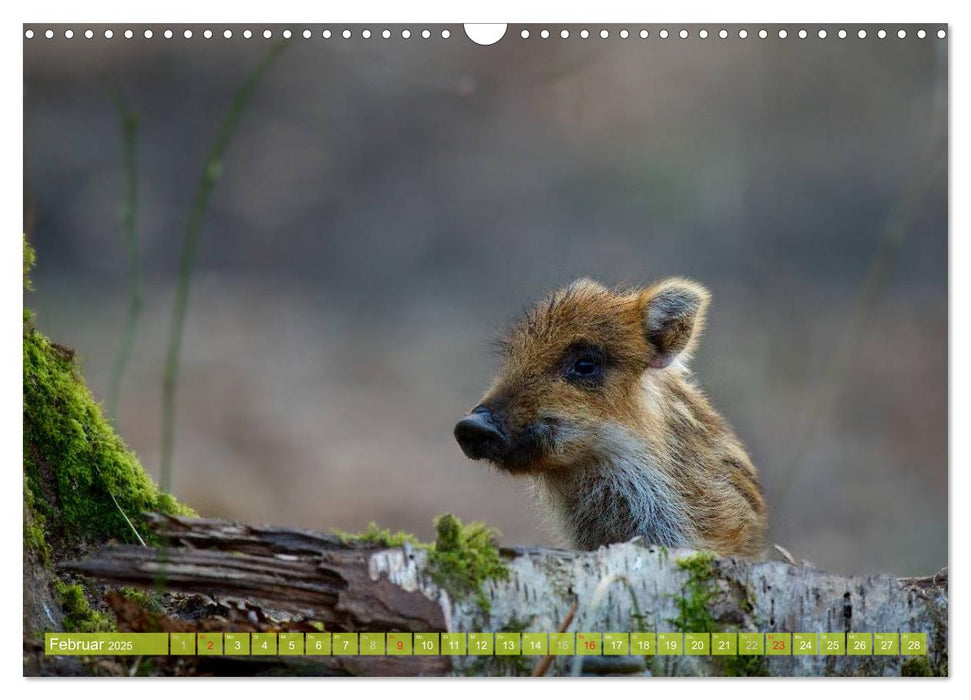 Wildes NRW - Beeindruckende Tierwelt (CALVENDO Wandkalender 2025)