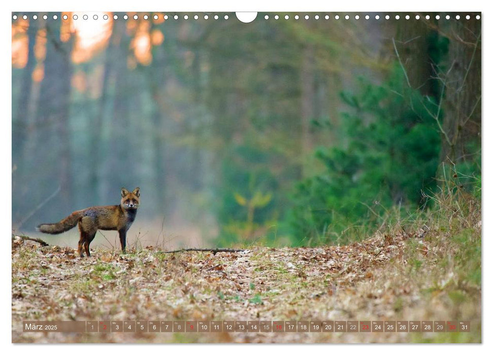 Wildes NRW - Beeindruckende Tierwelt (CALVENDO Wandkalender 2025)