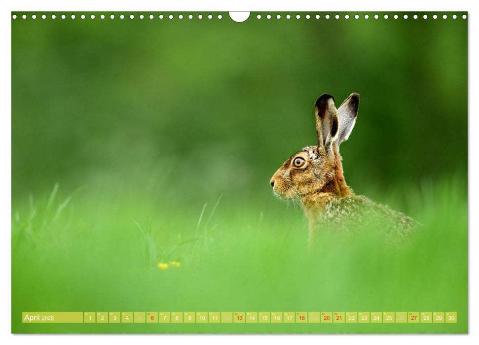 Wildes NRW - Beeindruckende Tierwelt (CALVENDO Wandkalender 2025)