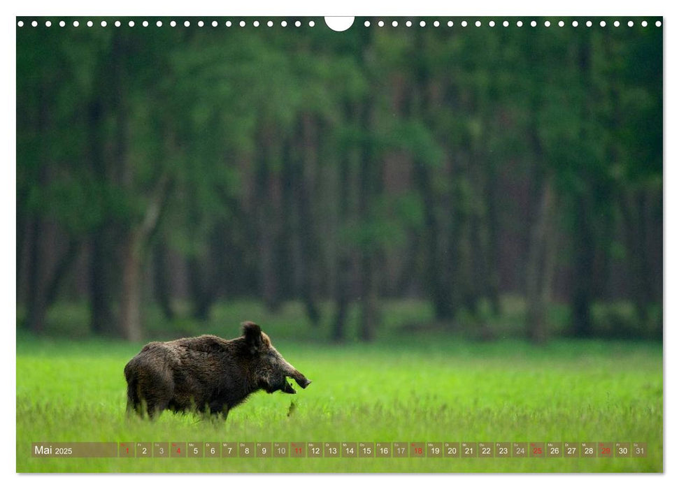 Wildes NRW - Beeindruckende Tierwelt (CALVENDO Wandkalender 2025)