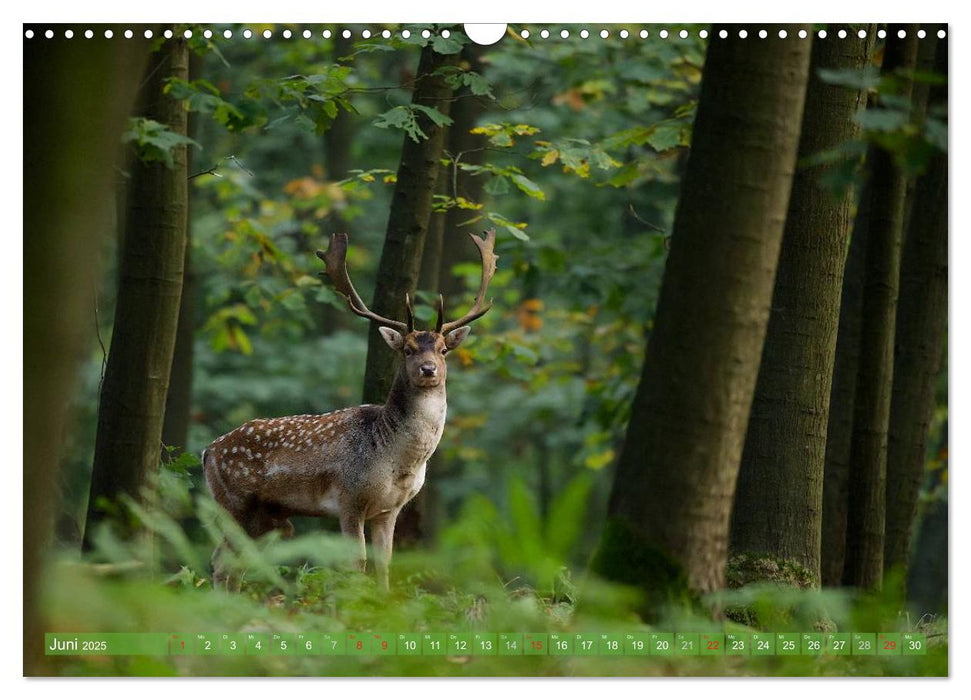 Wildes NRW - Beeindruckende Tierwelt (CALVENDO Wandkalender 2025)