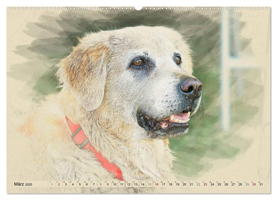 Golden Retriever 2025 (CALVENDO Premium Wandkalender 2025)