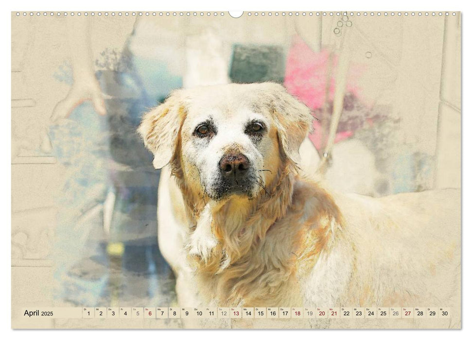 Golden Retriever 2025 (CALVENDO Premium Wandkalender 2025)