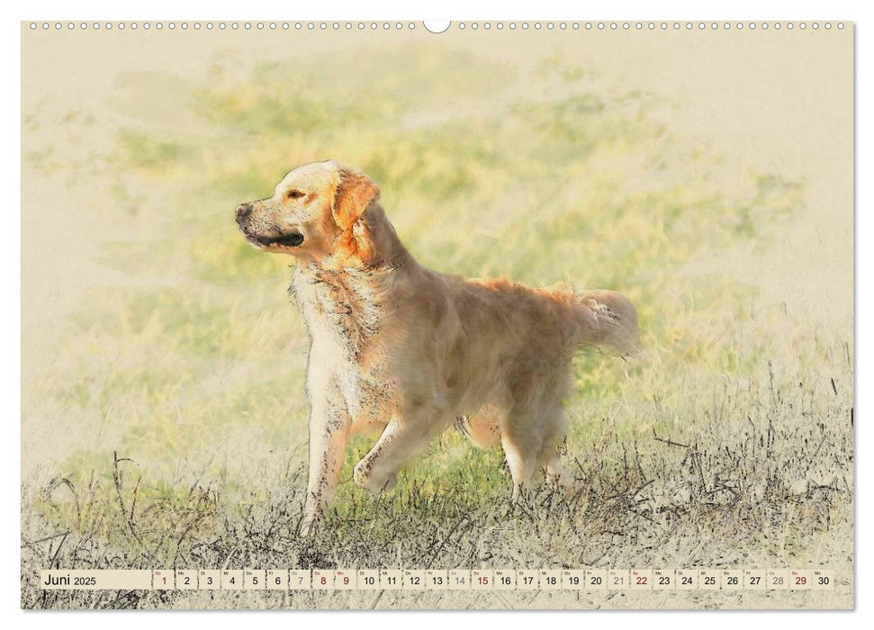 Golden Retriever 2025 (CALVENDO Premium Wandkalender 2025)