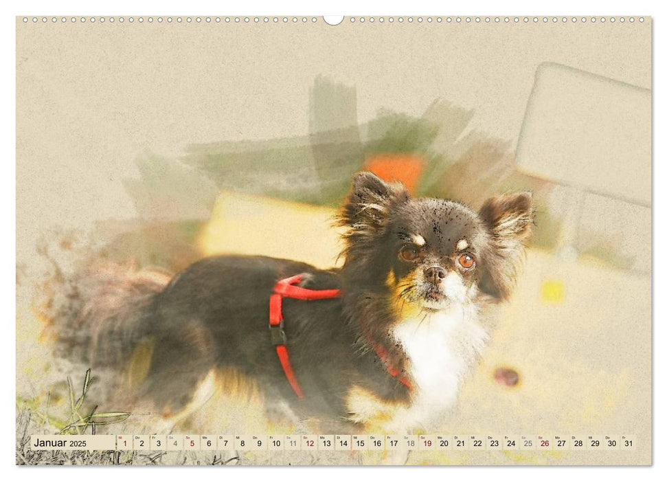 Chihuahuas 2025 (CALVENDO Premium Wandkalender 2025)