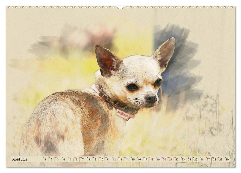 Chihuahuas 2025 (CALVENDO Premium Wandkalender 2025)