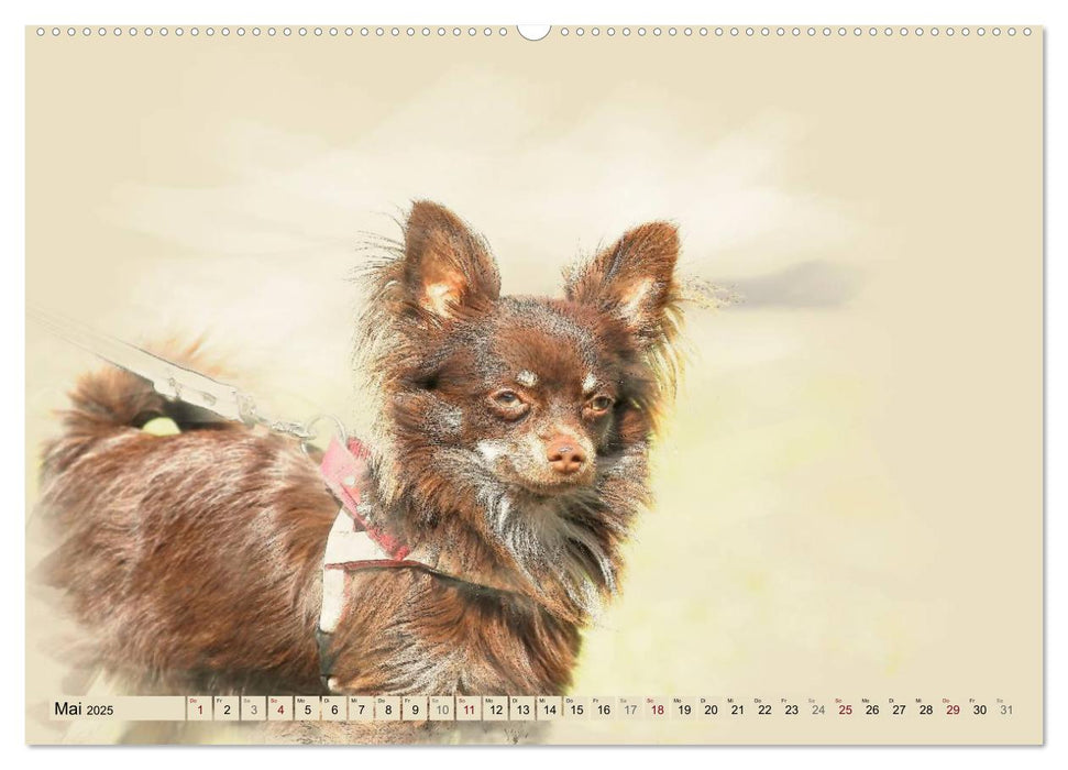 Chihuahuas 2025 (CALVENDO Premium Wandkalender 2025)