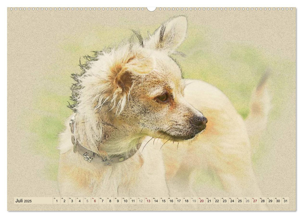 Chihuahuas 2025 (CALVENDO Premium Wandkalender 2025)