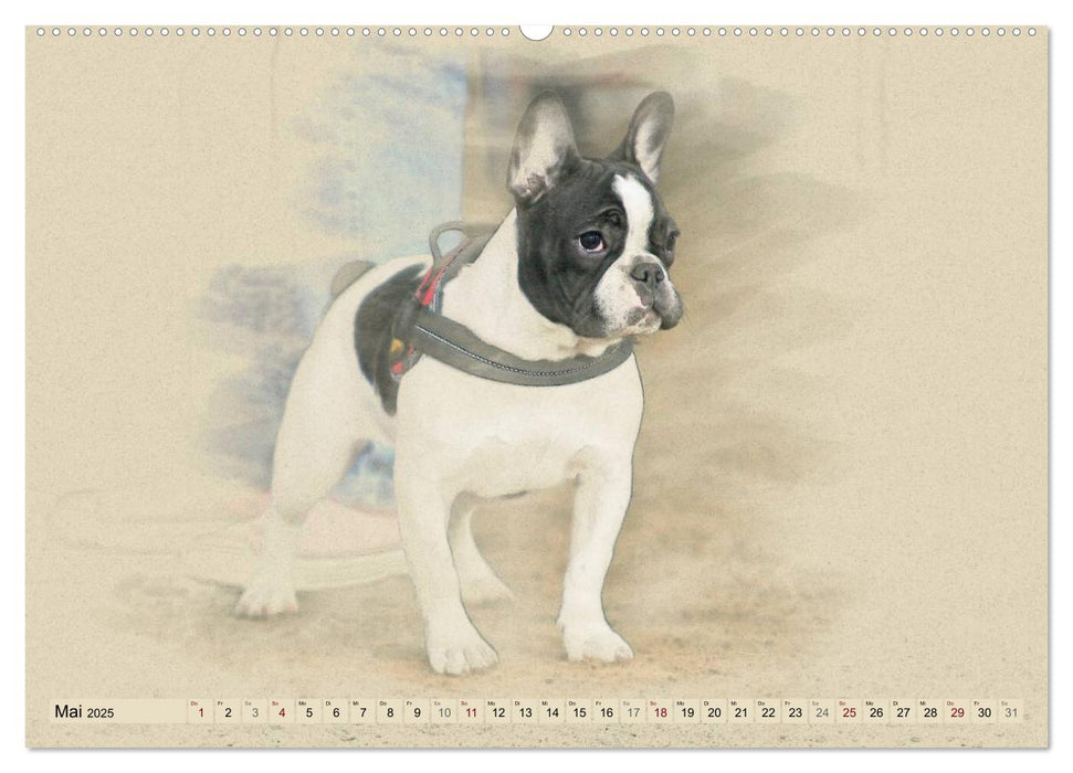 Französische Bulldoggen 2025 (CALVENDO Premium Wandkalender 2025)