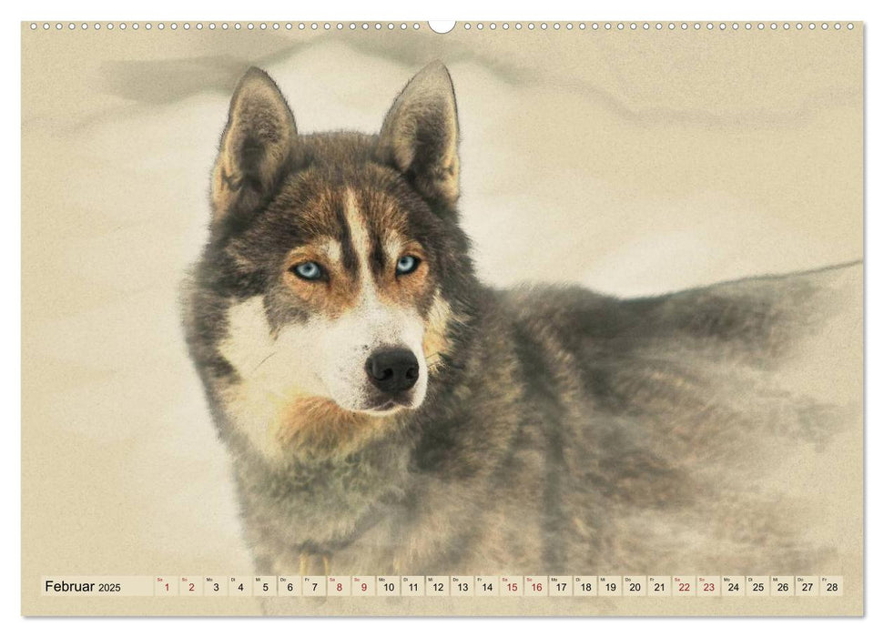 Schlittenhunde 2025 (CALVENDO Premium Wandkalender 2025)