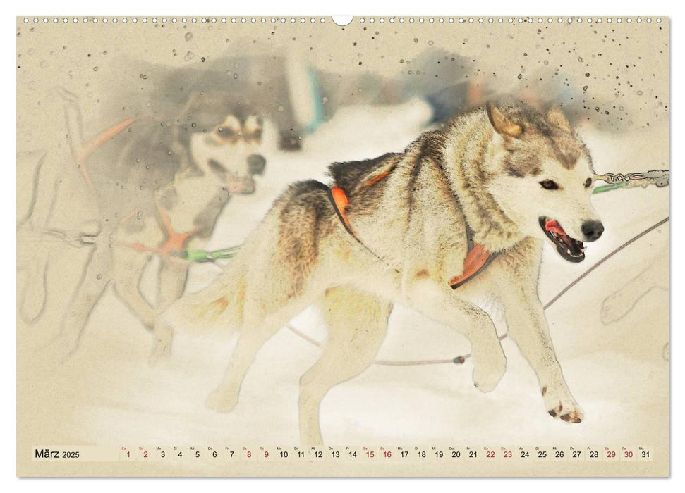 Schlittenhunde 2025 (CALVENDO Premium Wandkalender 2025)