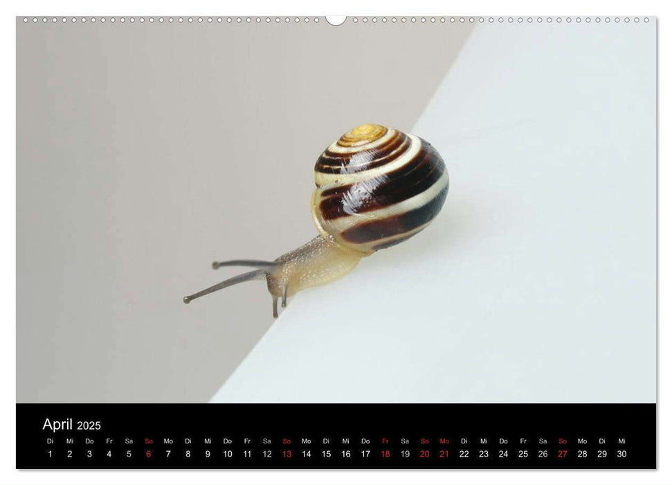 Lautlose Begleiter - Schnecken (CALVENDO Premium Wandkalender 2025)