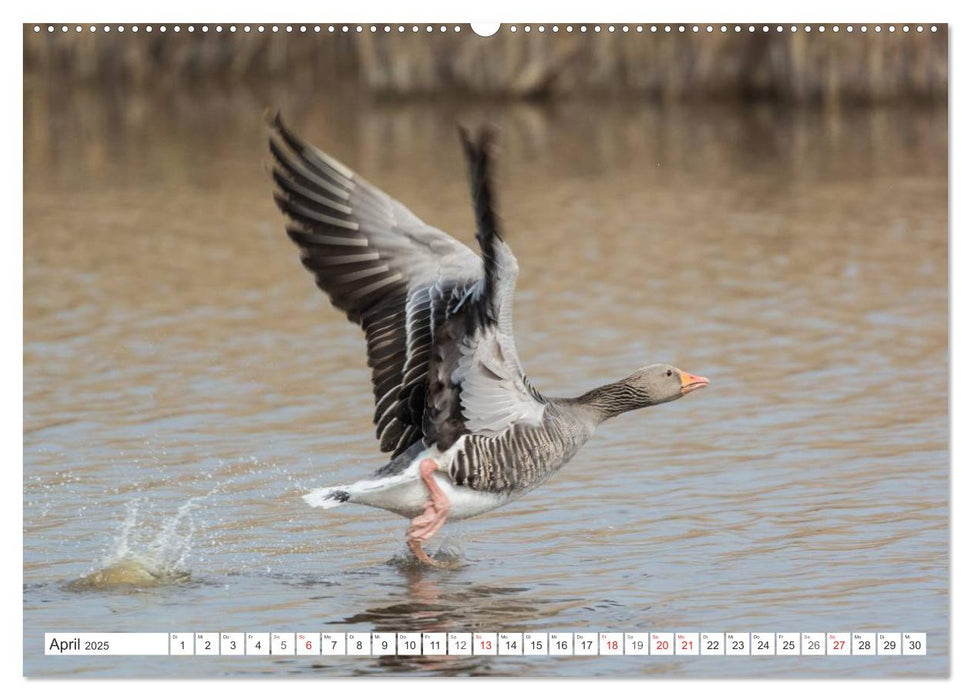 Emotionale Momente: Die Graugans. (CALVENDO Premium Wandkalender 2025)