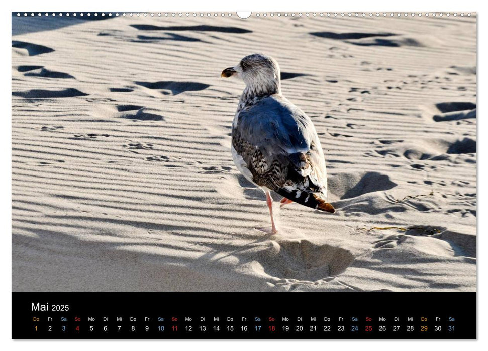 Warnemünde - Maritime Landschaften (CALVENDO Premium Wandkalender 2025)