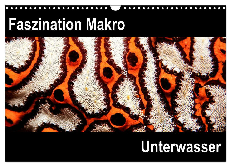 Faszination Makro Unterwasser (CALVENDO Wandkalender 2025)