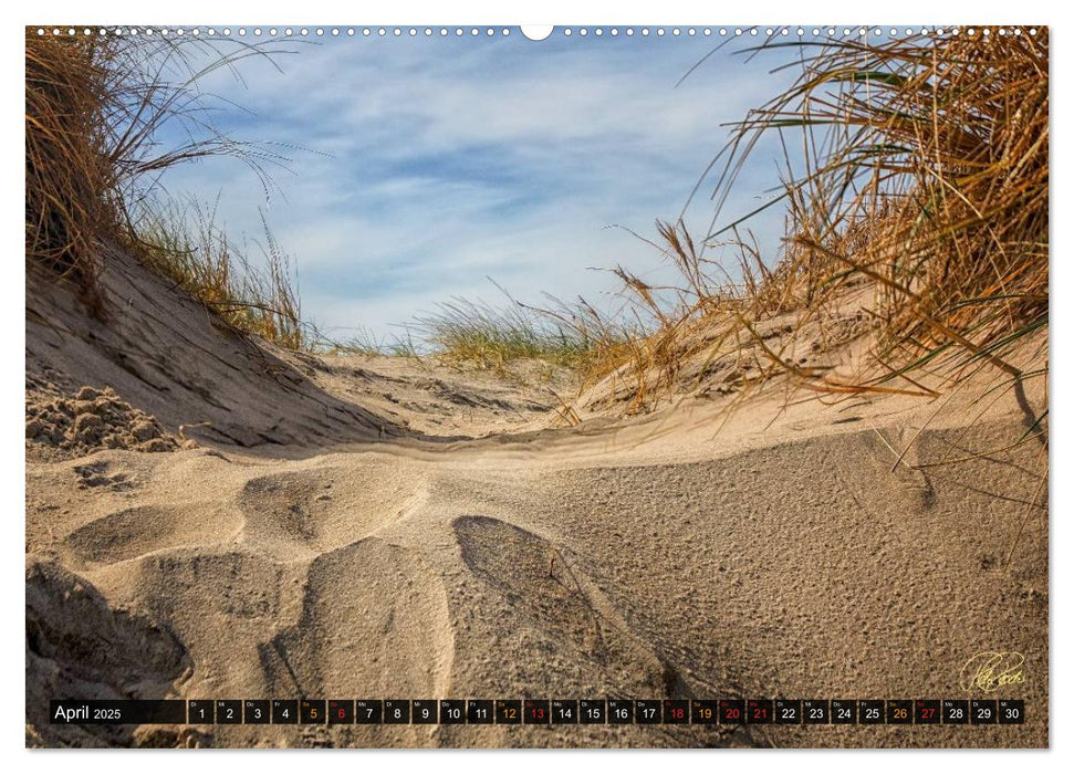 Nordsee-Dünen (CALVENDO Premium Wandkalender 2025)