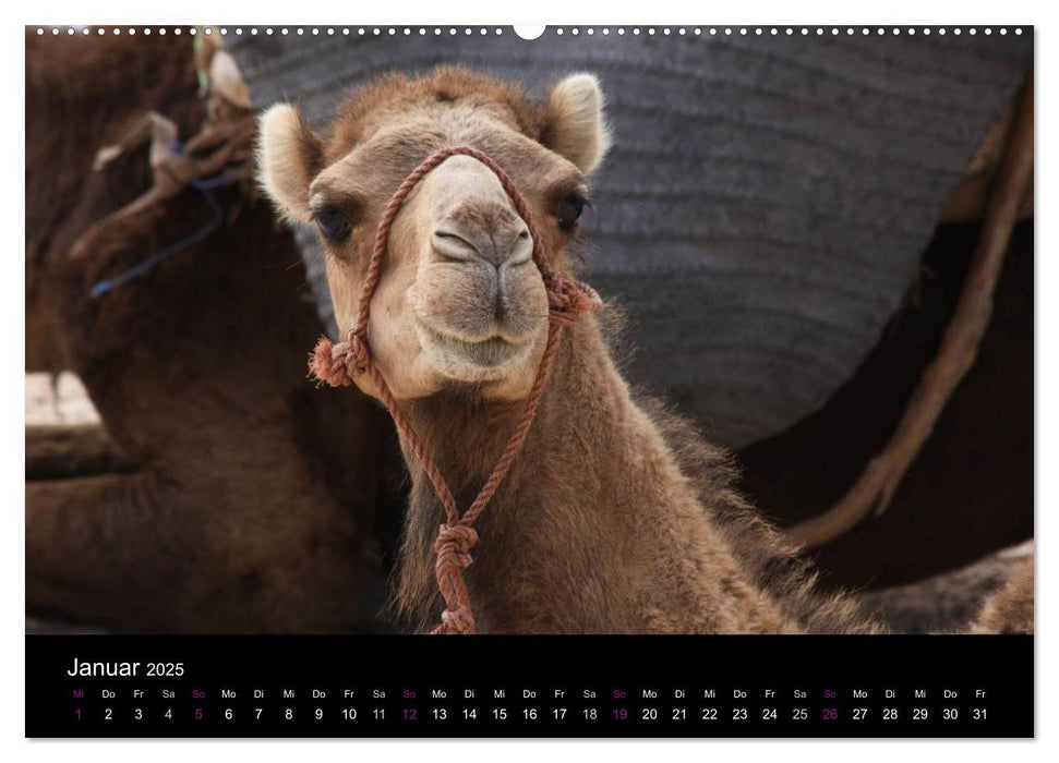 Kamele 2025 - Unterwegs mit zottigen Wüstenschiffen (CALVENDO Premium Wandkalender 2025)