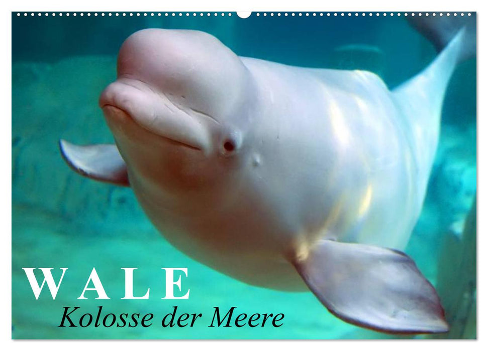 Wale - Kolosse der Meere (CALVENDO Wandkalender 2025)