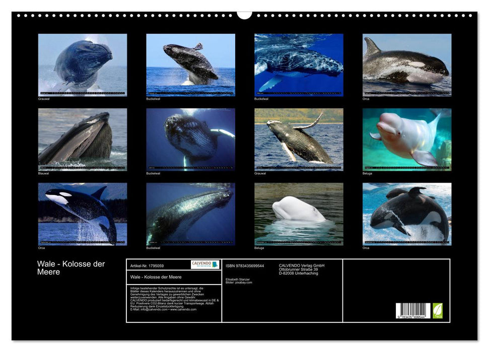 Wale - Kolosse der Meere (CALVENDO Wandkalender 2025)