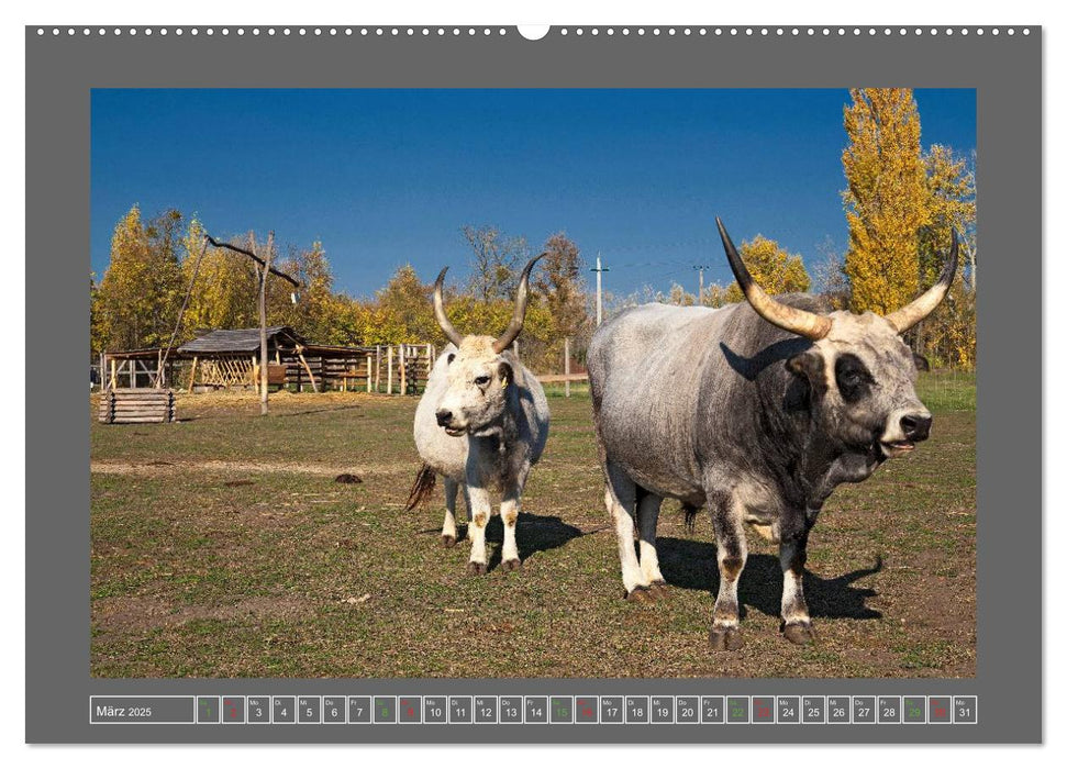 Ungarn - um den westlichen Balaton (CALVENDO Premium Wandkalender 2025)