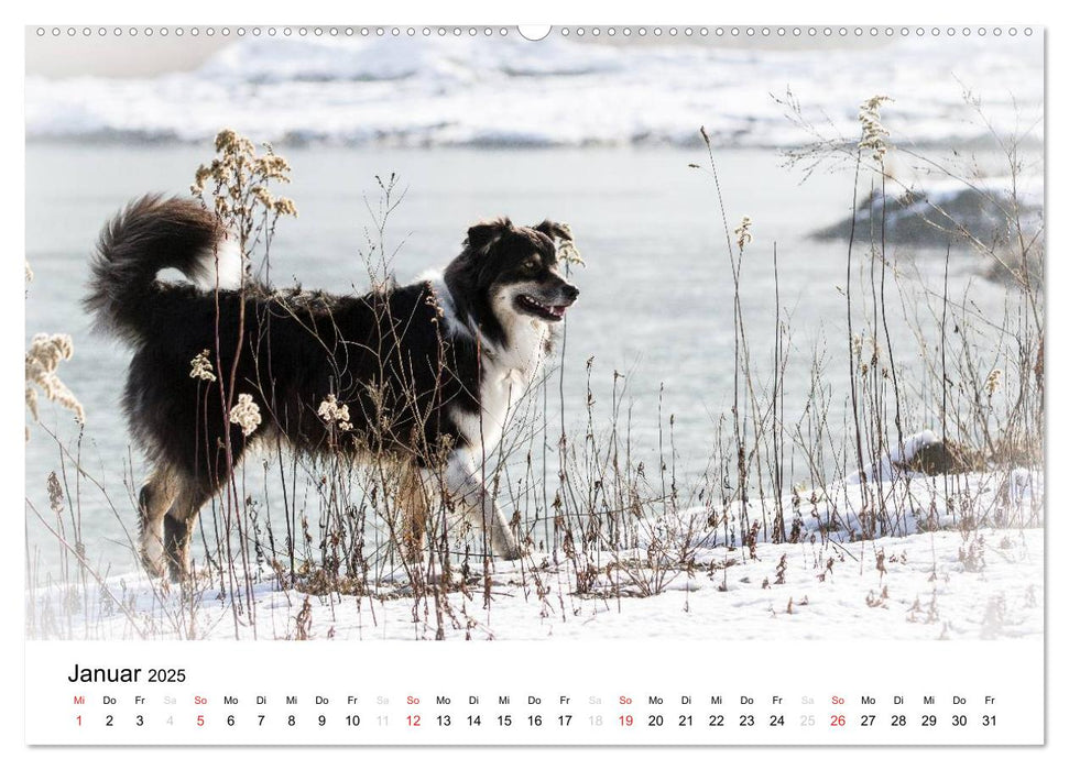 Australian Shepherd - Traum auf vier Pfoten (CALVENDO Premium Wandkalender 2025)