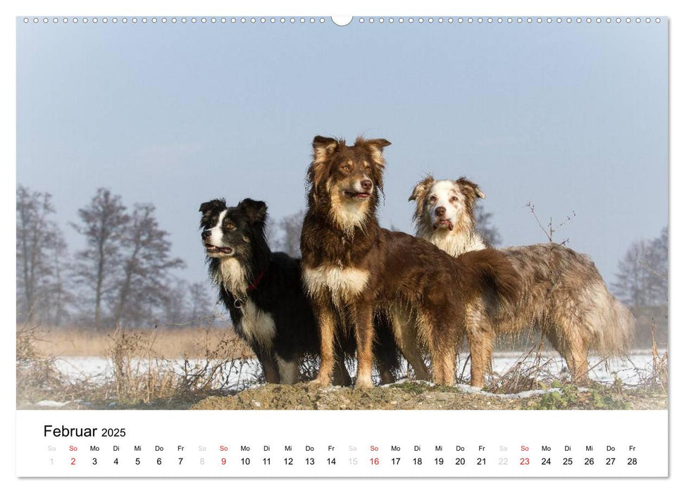 Australian Shepherd - Traum auf vier Pfoten (CALVENDO Premium Wandkalender 2025)